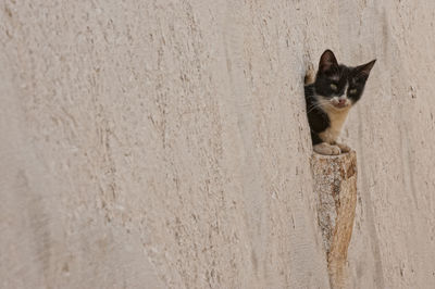 Portrait of cat looking at wall