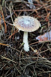 Close-up of fly agaric mushroom on field