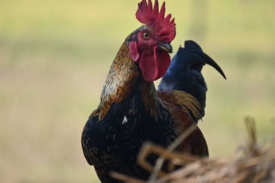 Close-up of rooster on field