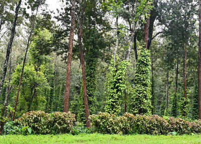 plant