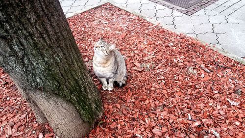 High angle view of cat sitting on red gravel by tree