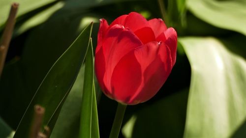 Close-up of red tulip