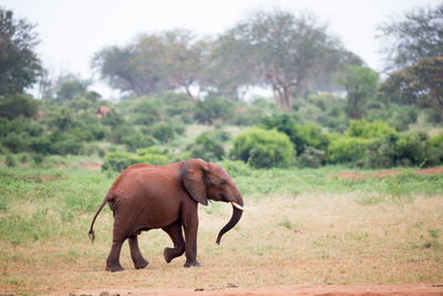 Side view of elephant walking on field