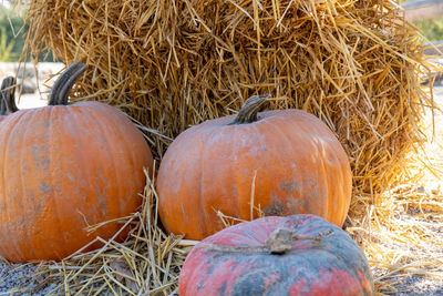 High angle view of pumpkins on hay