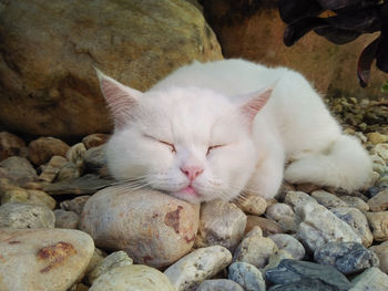 Close-up of cat sleeping on rock