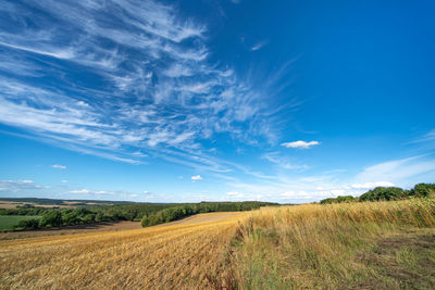 Scenic view of agricultural field against blue sky