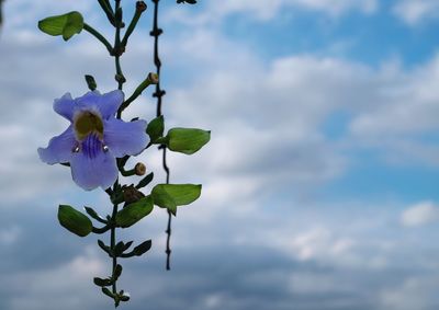 Close-up of flowering plant against cloudy sky