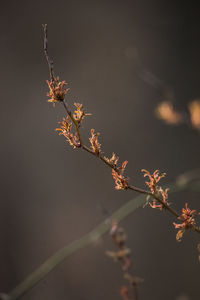 Close-up of flowering plant against tree