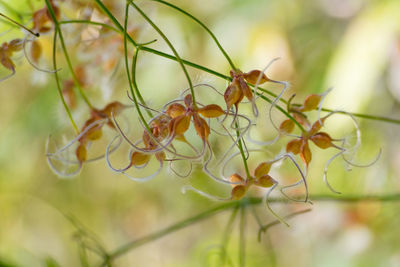 Close-up of insect on plant