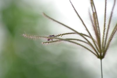 Close-up of plant