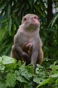 Monkey sitting on a plant