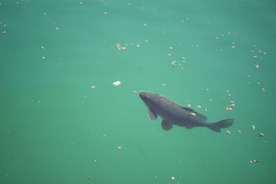 High angle view of fish swimming in sea