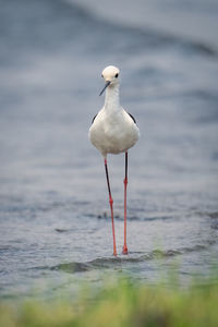 Close-up of seagull perching on beach