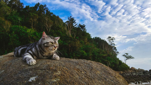 Cat sitting on rock against sky