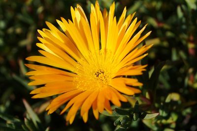 Close-up of yellow flower blooming outdoors