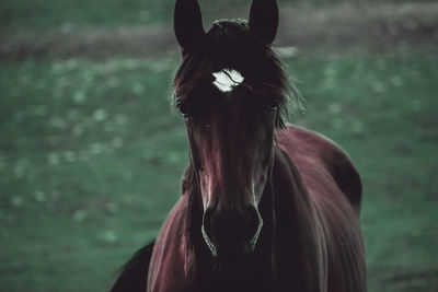 Close-up of a horse in the field