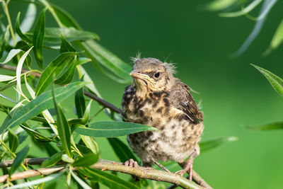 Close-up of a bird