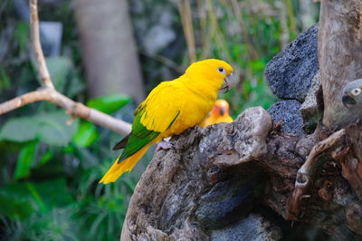 Close-up of parrot perching on branch