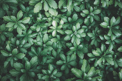 Full frame shot of plants