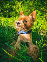 Portrait of a dog on field