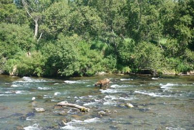 Scenic view of river flowing through forest