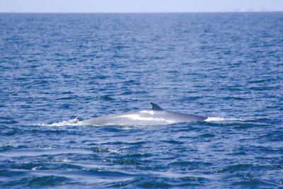 View of fish swimming in sea