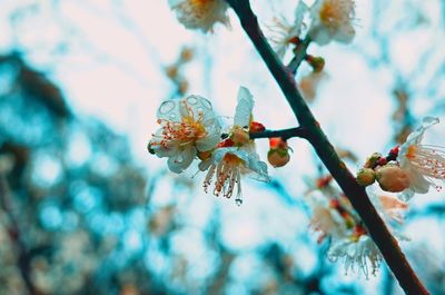 Close-up of cherry blossoms in spring