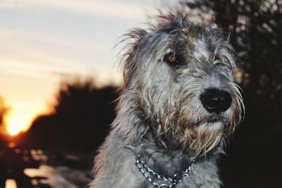 Close-up portrait of dog against sky during sunset