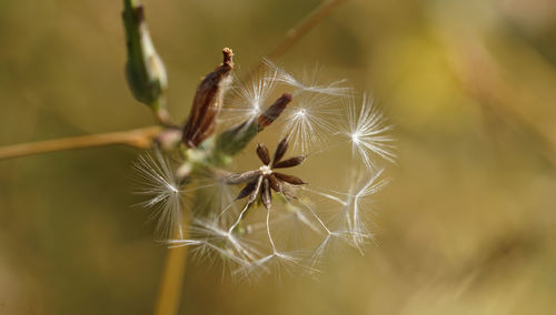Close-up of dandelion on plant