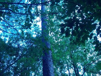 Low angle view of tree