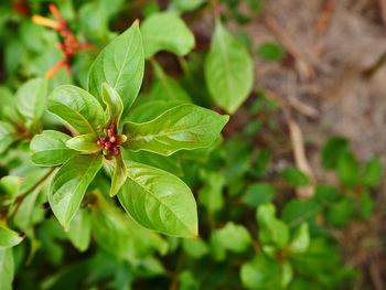 High angle view of green leaf on plant