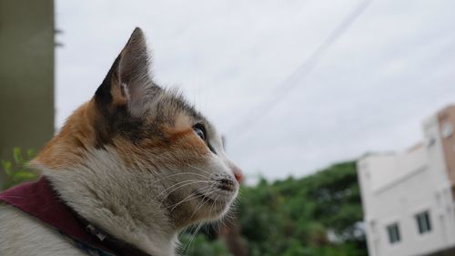 Close-up of cat against sky
