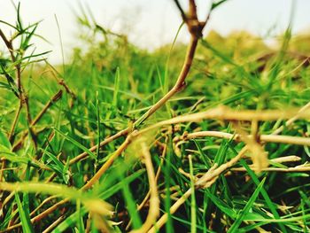 Close-up of fresh green grass in field