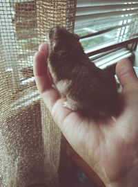 Close-up of hand feeding cat