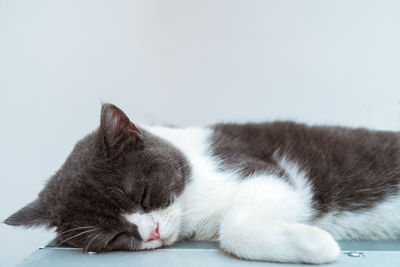 Close-up of cat relaxing on floor