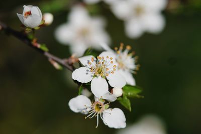 Close-up of white cherry blossoms