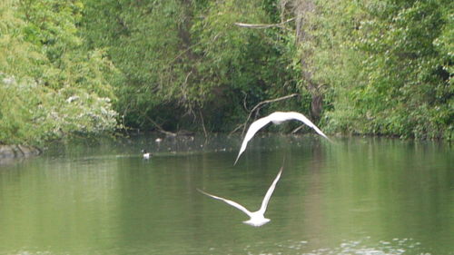 Reflection of trees in water