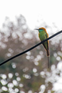 Close-up of bird perching on branch