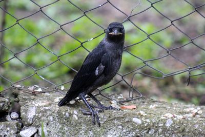 Close-up of bird perching on ground