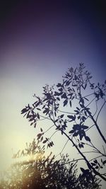 Low angle view of tree against sky