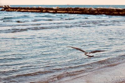 Seagull flying over sea