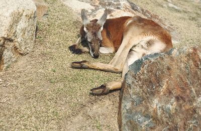 Dog sleeping on rock