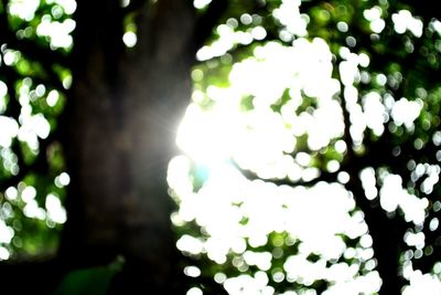 Low angle view of sun shining through tree