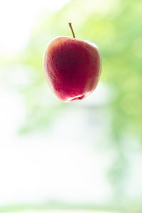 Close-up of apple on plant