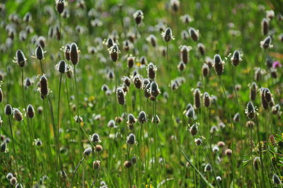 Close-up of plants growing on field