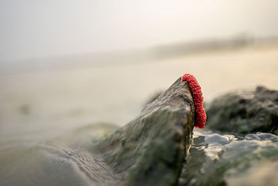 Close-up of rock on beach