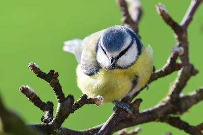 Portrait of a bluetit perched on a branch 