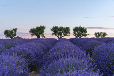 Purple flowering plants on field against sky