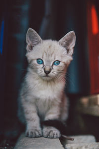 Close-up portrait of kitten with blue eyes