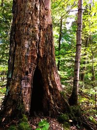 Close-up of tree trunk in forest